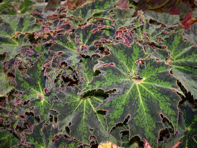 B. ‘Benedetta Kelly’